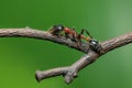 Bi-coloured Arboreal ant or Tetraponera rufonigra on branch with green background in Thailand, They are active hunters and hunt Royalty Free Stock Photo