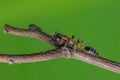 Bi-coloured Arboreal ant or Tetraponera rufonigra on branch with green background in Thailand, They are active hunters and hunt Royalty Free Stock Photo