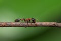 Bi-coloured Arboreal ant or Tetraponera rufonigra on branch with green background in Thailand, They are active hunters and hunt Royalty Free Stock Photo