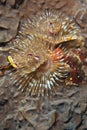 Bi-coloured Christmas tree worm.