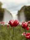 BIAÃâYSTOK PARK LIFE: Tulips in BiaÃâystok in front of a spry fountain - POLAND - POLSKA