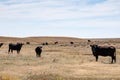 Biack Angus cow grazing on wild grass on open range.