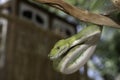 Biak Green Tree Python Royalty Free Stock Photo