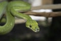 Biak Green Tree Python Royalty Free Stock Photo