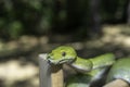 Biak Green Tree Python Royalty Free Stock Photo