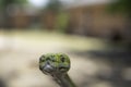 Biak Green Tree Python Royalty Free Stock Photo
