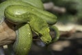 Biak Green Tree Python Royalty Free Stock Photo