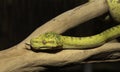 Biak Green Tree Python on a Branch Royalty Free Stock Photo