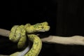 Biak Green Tree Python on a Branch Royalty Free Stock Photo
