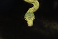 Biak Green Tree Python on a Branch Royalty Free Stock Photo