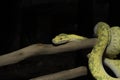 Biak Green Tree Python on a Branch Royalty Free Stock Photo
