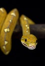 Biak Island green tree python