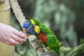 Biak lorikeet, Trichoglossus haematodus rosenbergii, Rosenbergs lori. Feeding parrots. Communication of children with animals