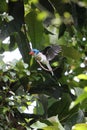 The Biak paradise kingfisher (Tanysiptera riedelii) in Biak island, Indonesia