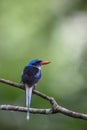 The Biak paradise kingfisher (Tanysiptera riedelii) in Biak island, Indonesia