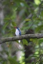 The Biak paradise kingfisher (Tanysiptera riedelii) in Biak island, Indonesia