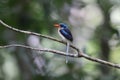 The Biak paradise kingfisher (Tanysiptera riedelii) in Biak island, Indonesia