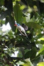 The Biak paradise kingfisher (Tanysiptera riedelii) in Biak island, Indonesia