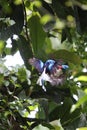 The Biak paradise kingfisher (Tanysiptera riedelii) in Biak island, Indonesia