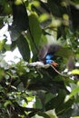 The Biak paradise kingfisher (Tanysiptera riedelii) in Biak island, Indonesia