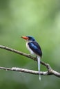 The Biak paradise kingfisher (Tanysiptera riedelii) in Biak island, Indonesia