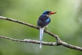 The Biak paradise kingfisher (Tanysiptera riedelii) in Biak island, Indonesia