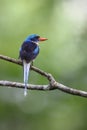 The Biak paradise kingfisher (Tanysiptera riedelii) in Biak island, Indonesia