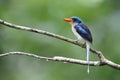 The Biak paradise kingfisher (Tanysiptera riedelii) in Biak island, Indonesia