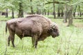 Bialowieski National Park - Poland. Aurochs head.