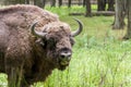 Bialowieski National Park - Poland. Aurochs head.