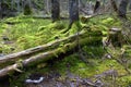 Bialowieski Park Narodowy, stary las, old forest, national park Royalty Free Stock Photo