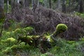 Bialowieski Park Narodowy, stary las, old forest, national park Royalty Free Stock Photo
