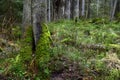 Bialowieski Park Narodowy, stary las, old forest, national park Royalty Free Stock Photo