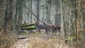 Bialowieza Forest, Belarus, Three surprised female deer. Spring Artistic Wildlife scene with Cervidae Cervus Elaphus