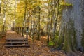 Poland Bialowieza autumn forest walkways Royalty Free Stock Photo