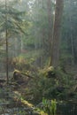 Bialowieza Forest riparian stand in morning