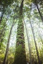 Bialowieza National Park