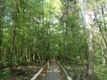 Bialowieza National Park, Poland Royalty Free Stock Photo