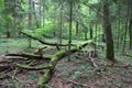 Bialowieza - primeval forest