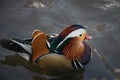 Beautiful colorful mandarin duck. Royalty Free Stock Photo