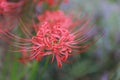 Red flower closeup Bian Hua Higanbana Cayman sand, beads Datura Mandara stramonium outdoor in a park garden Royalty Free Stock Photo