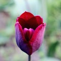 Black or dark red tulip. photo