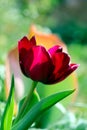 Biautiful big red tulip on the sun. photo. flowers spring