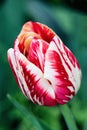 Red and white tulip. photo