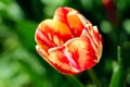 Red and yellow tulip. photo