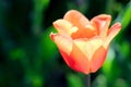 Yellow and orange tulip. photo. background