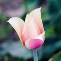 Yellow and pink tulip. photo