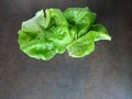 Bibb Lettuce leaves against a dark background