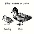 Bibbed Mallard or Duclair Duck and duckling standing side view. Ink black and white doodle drawing Royalty Free Stock Photo