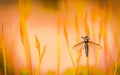 Bibio Reticulatus and orange background Royalty Free Stock Photo